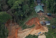 Árvore da Amazônia vira aliada no combate ao garimpo ilegal de ouro árvore