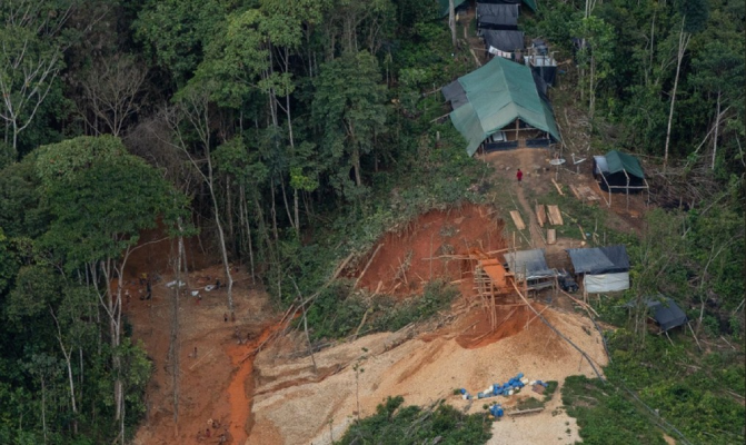 Árvore da Amazônia vira aliada no combate ao garimpo ilegal de ouro 3 árvore
