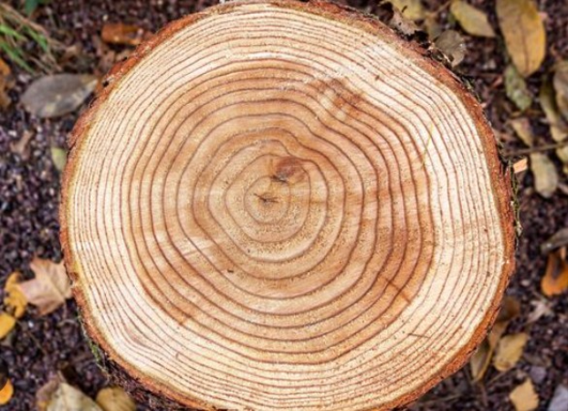 Screenshot-2025-04-22-120112 Árvore da Amazônia vira aliada no combate ao garimpo ilegal de ouro