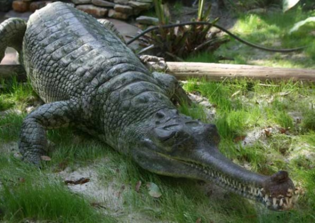 Screenshot-2025-04-23-145903 Nova espécie de crocodilo pré-histórico é descoberta na Amazônia e revela segredos do Mioceno