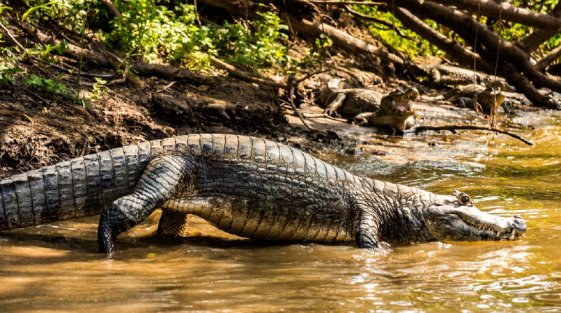 Screenshot-2025-04-23-151522 Nova espécie de crocodilo pré-histórico é descoberta na Amazônia e revela segredos do Mioceno