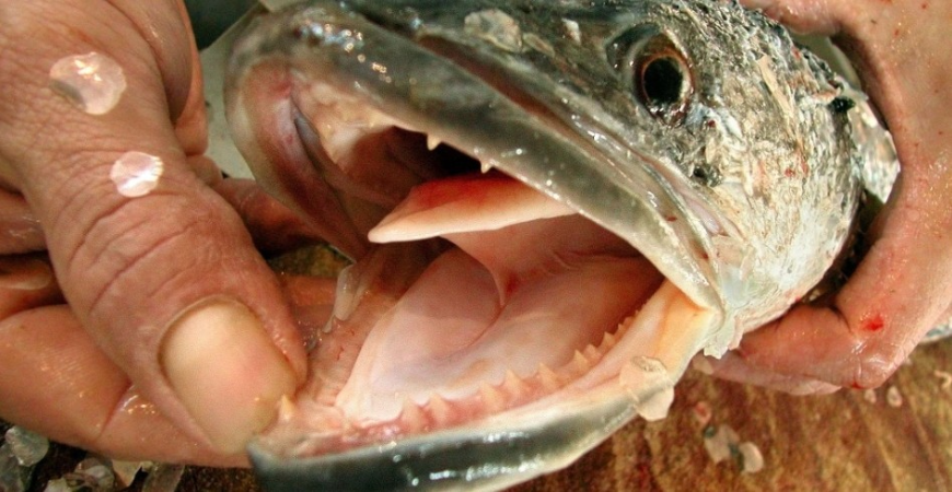 Screenshot-2025-04-23-165123 Peixe invasor que anda fora d’água desafia autoridades nos EUA