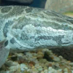 Peixe invasor que anda fora d’água desafia autoridades nos EUA Estados