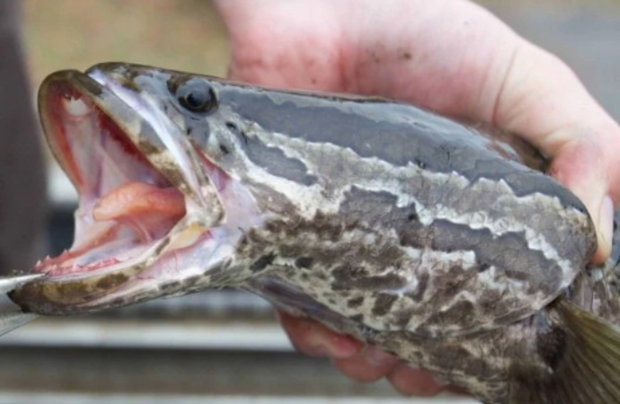 Screenshot-2025-04-23-170532 Peixe invasor que anda fora d’água desafia autoridades nos EUA