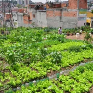 BNDES destina R$ 135 milhões a ações sociais e ambientais em favelas BNDES