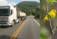 Ruído do trânsito deixa aves das Galápagos mais agressivas, revela estudo barulho