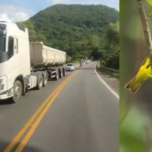 Ruído do trânsito deixa aves das Galápagos mais agressivas, revela estudo barulho