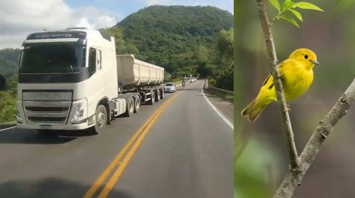 Ruído do trânsito deixa aves das Galápagos mais agressivas, revela estudo 3 barulho