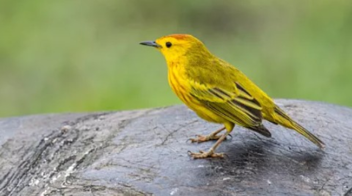 Ruído do trânsito deixa aves das Galápagos mais agressivas, revela estudo 1 Screenshot 2025 04 24 155645
