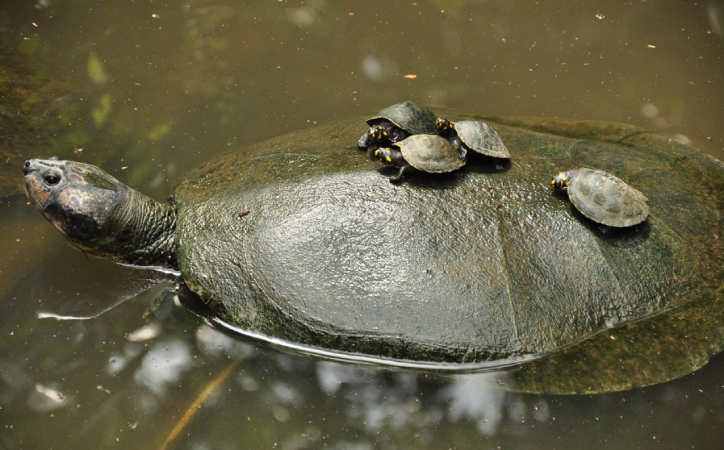 Microplásticos são encontrados em tartarugas de água doce da Amazônia, revela estudo da UFPA 2 Screenshot 2025 04 24 164830