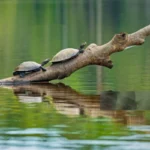 Microplásticos são encontrados em tartarugas de água doce da Amazônia, revela estudo da UFPA tartarugas