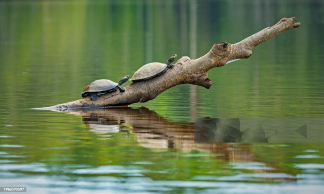 Microplásticos são encontrados em tartarugas de água doce da Amazônia, revela estudo da UFPA 3 tartarugas