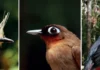 Calor crescente na estação seca ameaça aves amazônicas e reduz sua sobrevivência em até 63% aves