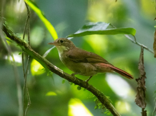 Screenshot-2025-04-25-174410 Calor crescente na estação seca ameaça aves amazônicas e reduz sua sobrevivência em até 63%
