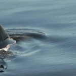 Um_golfinho_nada_pela__gua_na_bacia_de_rota__o_da__rea_do_Complexo_de_Lan_amento_39_no_Centro_Espacial_Kennedy_da_NASA_na_Fl_rida_em_6_de_novembro_de_2007-150x150 Terra — Imagens incríveis do e de nosso planeta