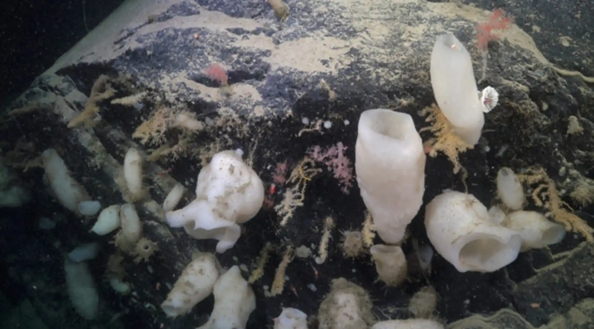 Um grupo de esponjas presas a uma parte do fundo do mar que at recentemente era coberta pela Plataforma de Gelo George VI