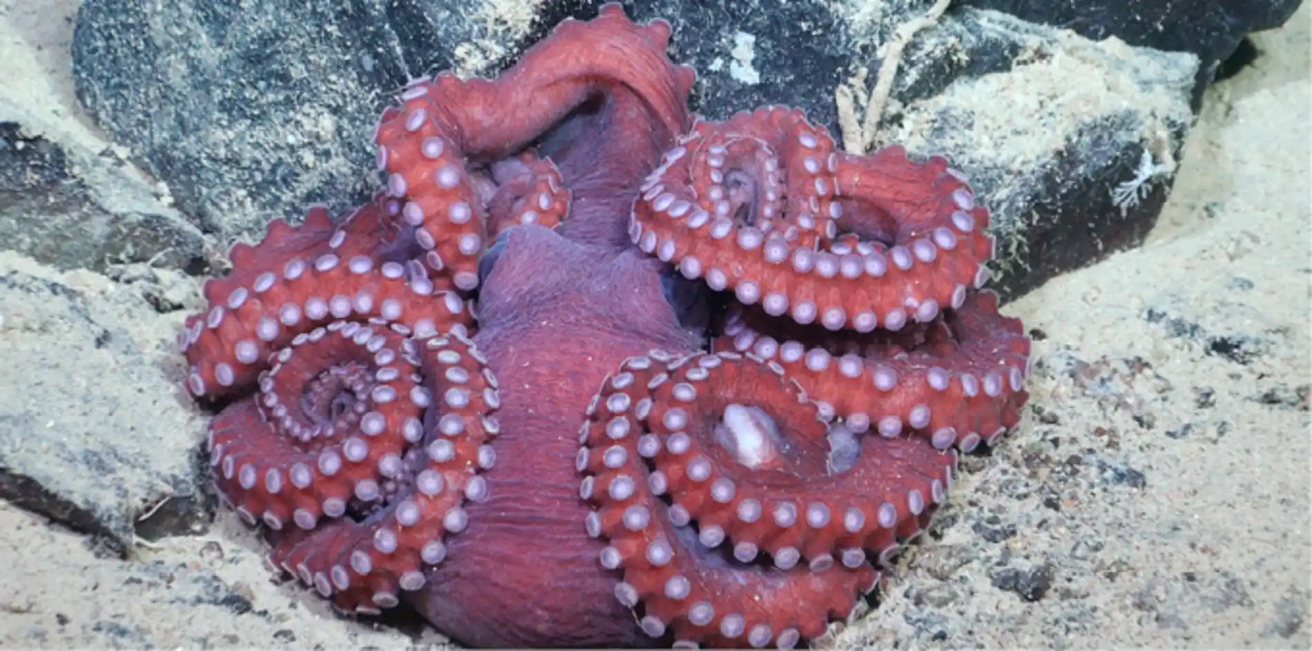 Um polvo repousa no fundo do mar a 1.150 metros de profundidade no 1