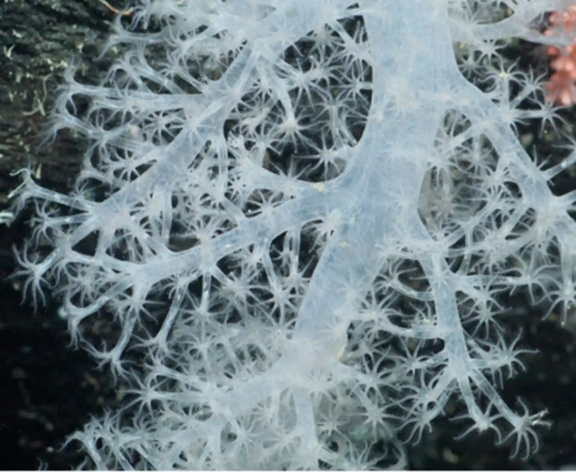 Um talo de coral de guas profundas foi encontrado a 1.200 metros de profundidade na rea do fundo do mar recentemente revelada