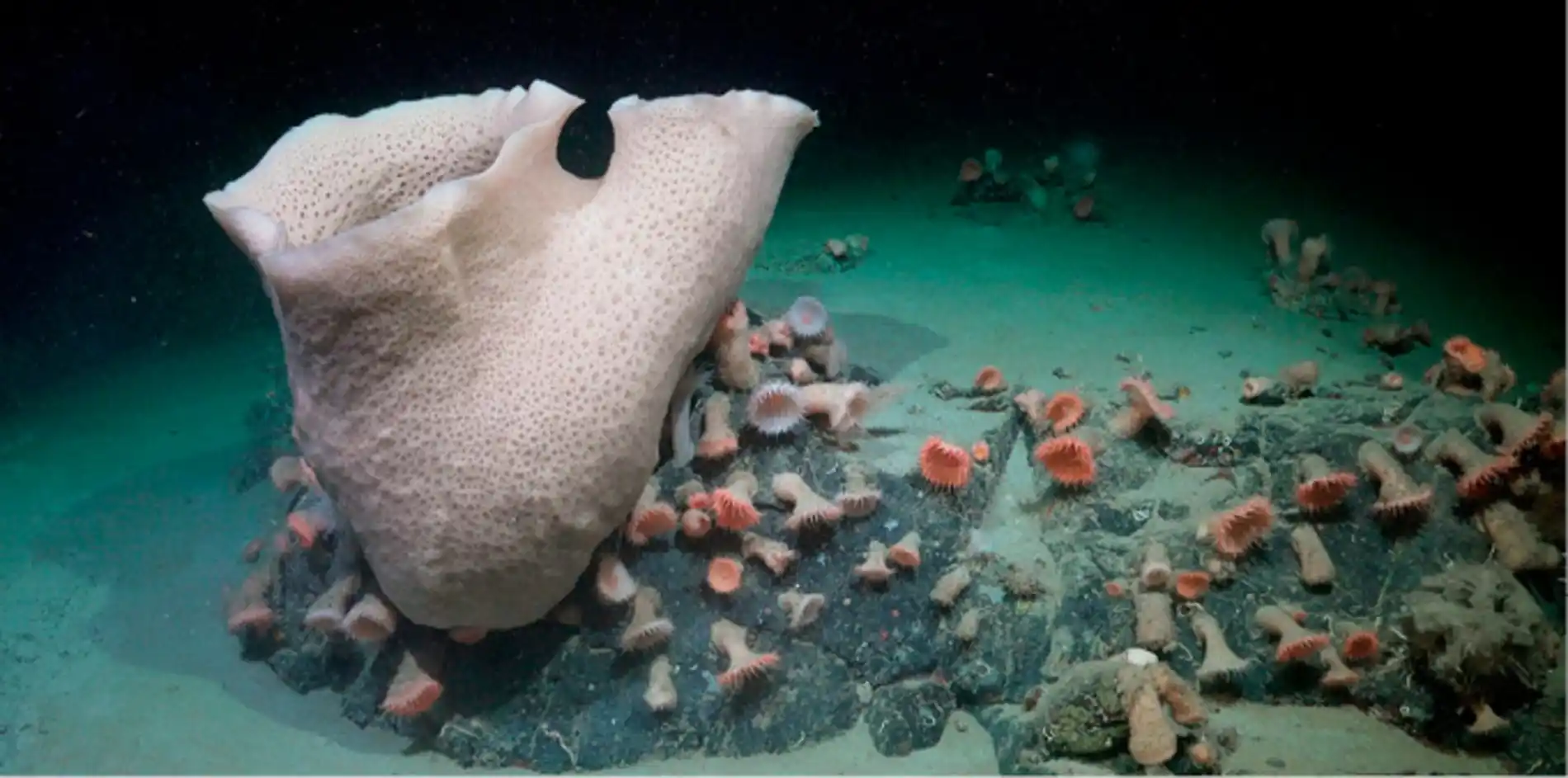 Uma grande esponja um aglomerado de an monas e outras formas de vida s o vistas a quase 230 metros de profundidade em uma