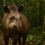 Você nunca imaginaria como a anta ajuda a salvar florestas