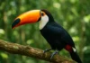 Você sabia como o tucano-toco espalha sementes por onde passa? Você sabia como o tucano-toco espalha sementes por onde passa