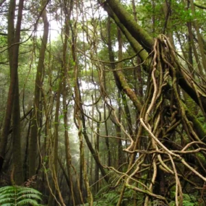 As Artérias Verticais da Floresta Tropical