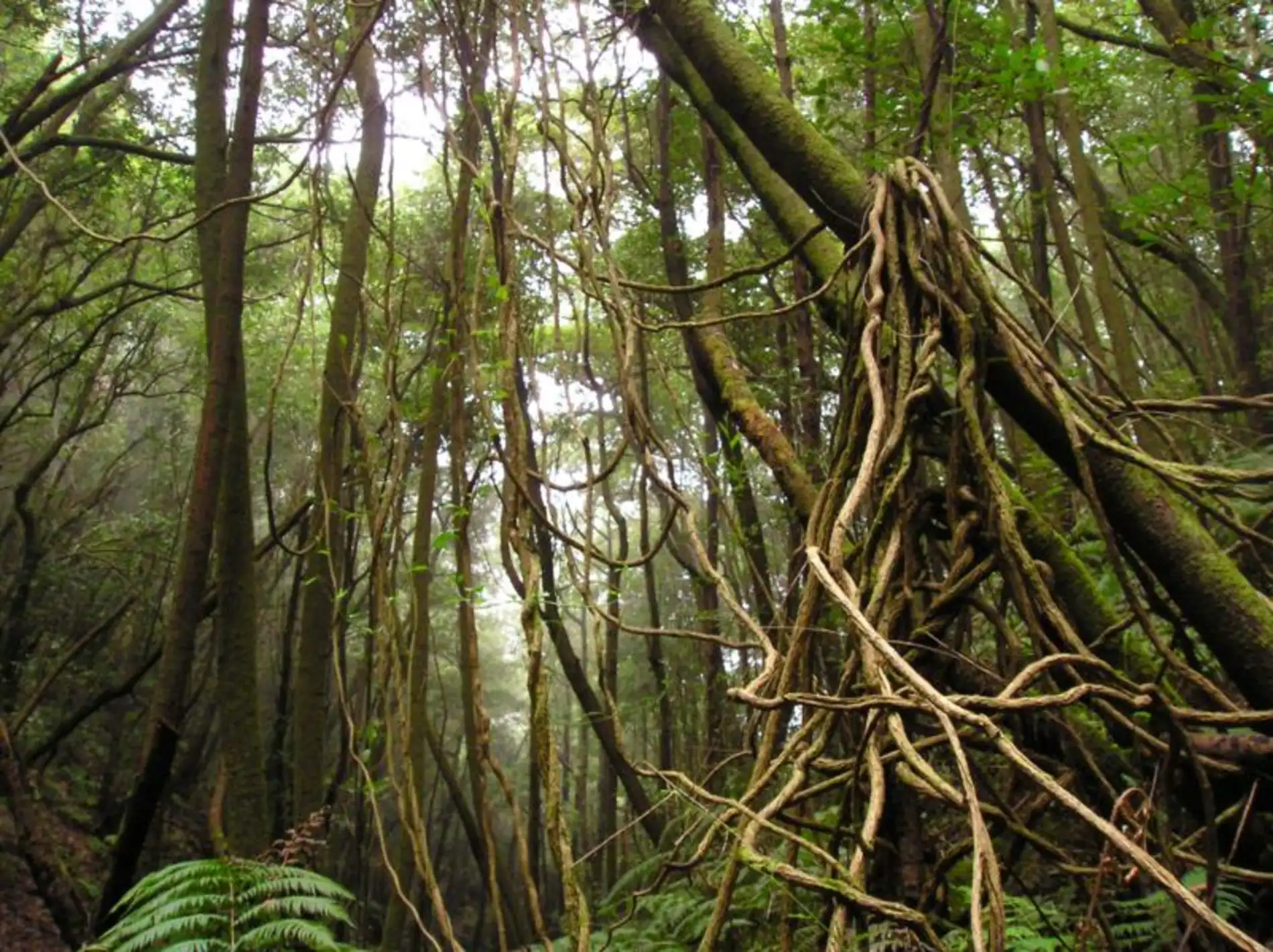 As Artérias Verticais da Floresta Tropical 2 aaa