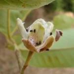 Cientistas revelam 60 novas espécies de insetos no Brasil, reforçando a importância da conservação 60