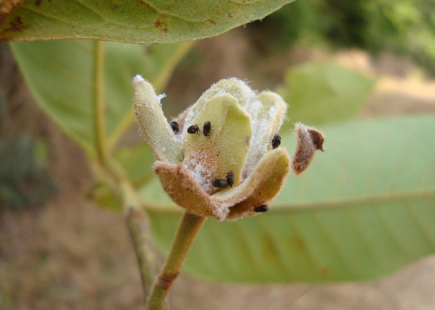 Cientistas revelam 60 novas espécies de insetos no Brasil, reforçando a importância da conservação 4 60