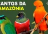 Como o canto dos animais marca as horas do dia