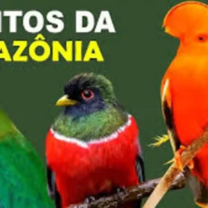 Como o canto dos animais marca as horas do dia