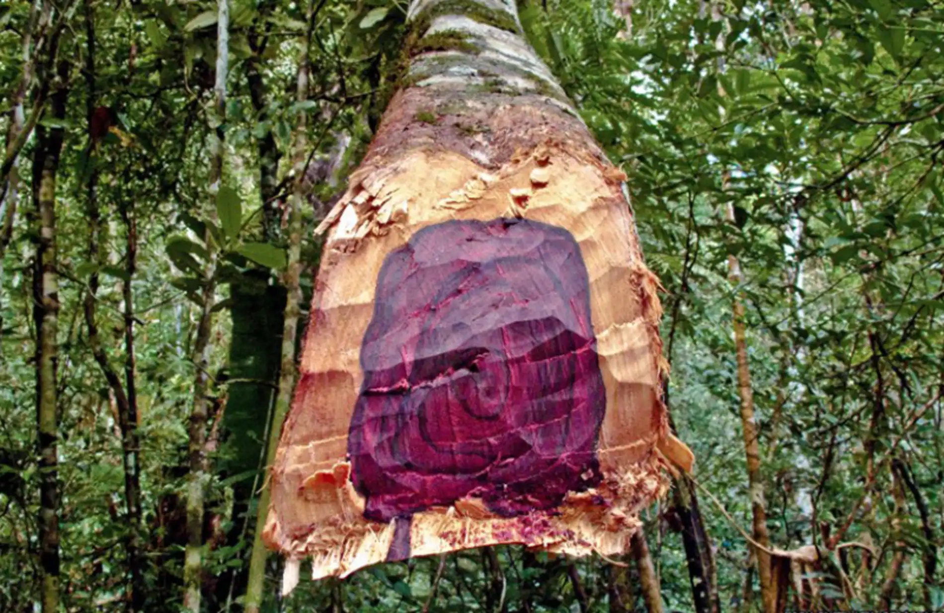 bmcjspcuamyt Os aromas naturais da floresta e sua aplicação