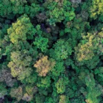 Conexões secretas da floresta que moldam o planeta Conexões florestais invisíveis que mantêm o planeta vivo