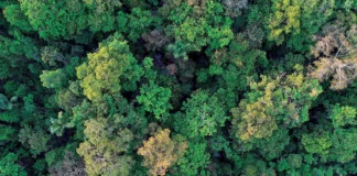 Conexões florestais invisíveis que mantêm o planeta vivo