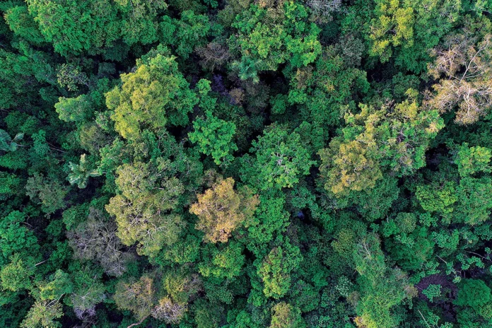 Conexões florestais invisíveis que mantêm o planeta vivo