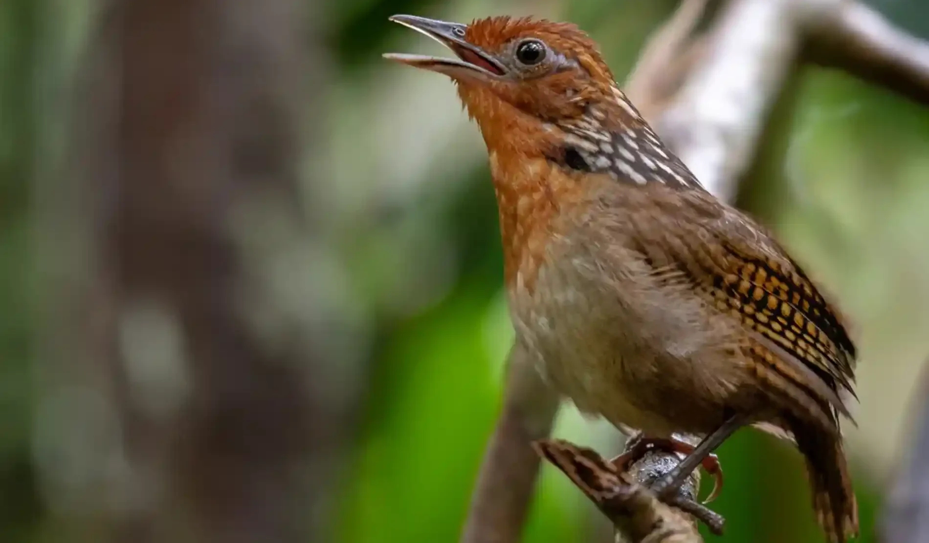 dsc-3503-1-e1745704699543 Como o canto dos animais marca as horas do dia