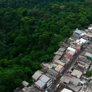 Mercado de Carbono Amazônico: Solução Real ou Armadilha Verde?