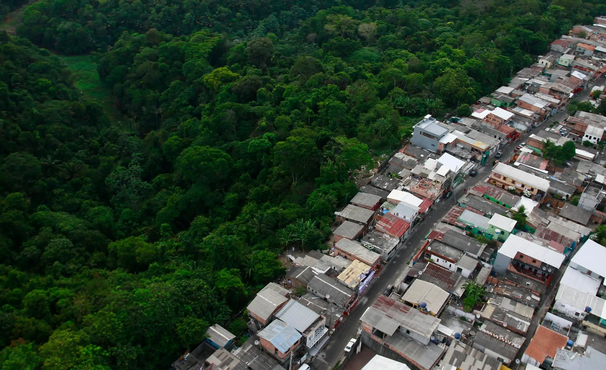 Mercado de Carbono Amazônico: Solução Real ou Armadilha Verde? 4 foto4c 1