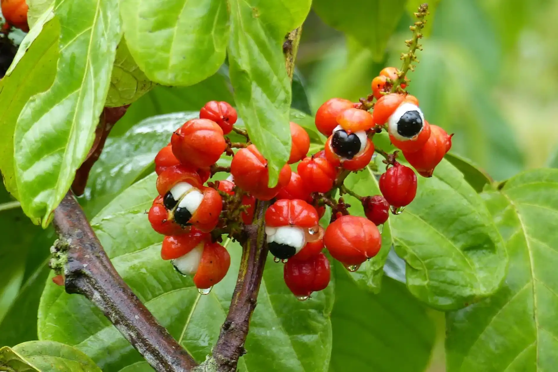 guarana_37532-1 Os aromas naturais da floresta e sua aplicação