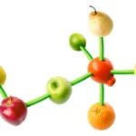 Pesquisadores investigam impacto dos compostos bioativos vegetais na saúde