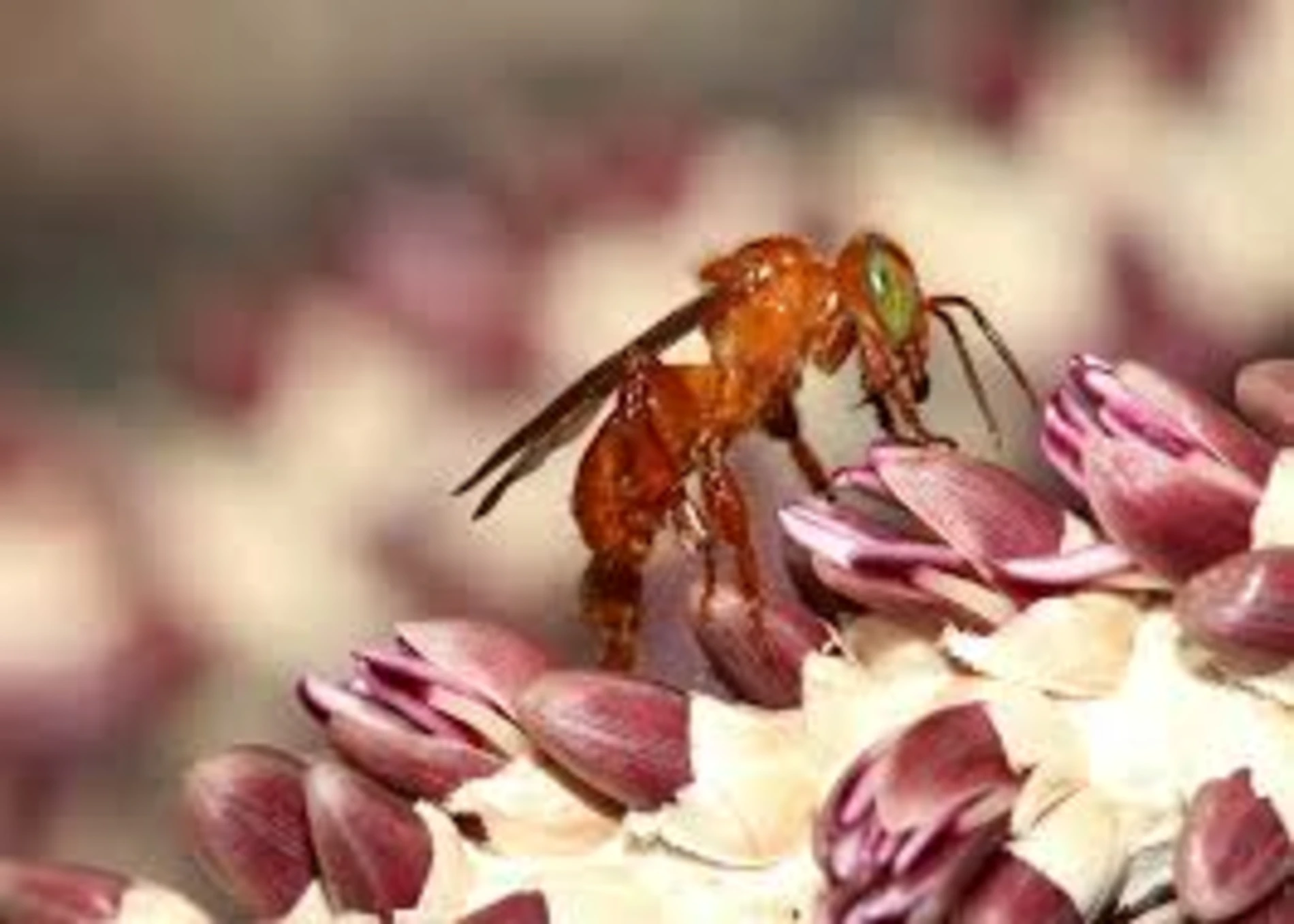 images-6-1 Conexões secretas da floresta que moldam o planeta