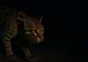 A estratégia da jaguatirica para caçar no escuro é digna de filme