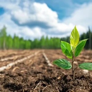 A Natureza como Inspiração para a Arquitetura, Engenharia e Design Funcional Biomimética Florestal