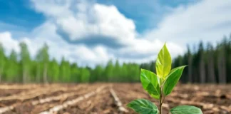 Biomimética Florestal