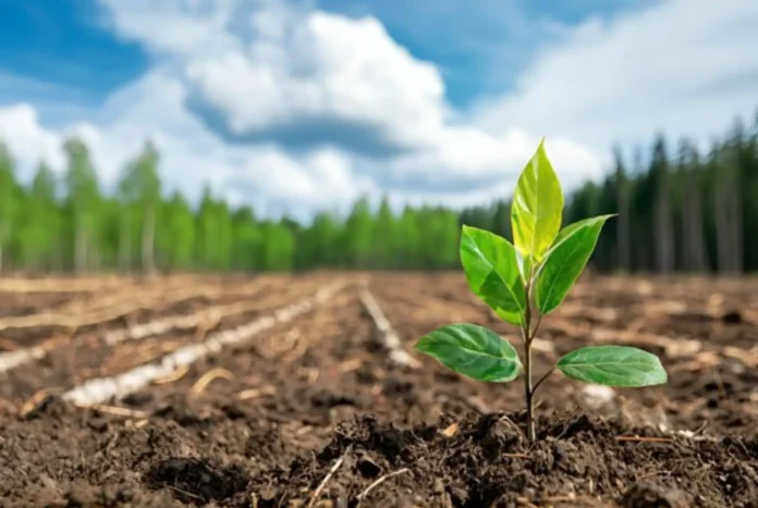 Biomimética Florestal