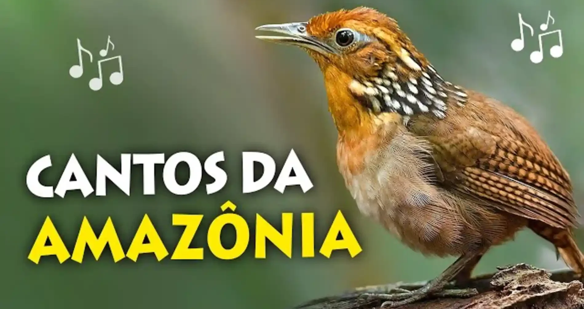 sddefault-e1745704359396 Como o canto dos animais marca as horas do dia