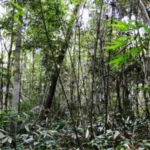 Descoberta de nova espécie de bambu na Amazônia destaca ameaças ambientais nova