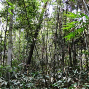 Descoberta de nova espécie de bambu na Amazônia destaca ameaças ambientais nova