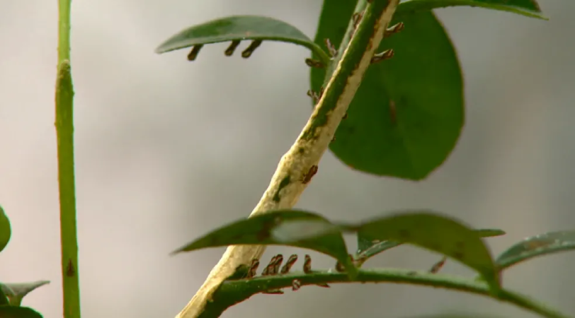 vesp1 Cientistas revelam 60 novas espécies de insetos no Brasil, reforçando a importância da conservação