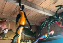 Artesanato Regenerativo: Quando o Design Nasce da Floresta Viva